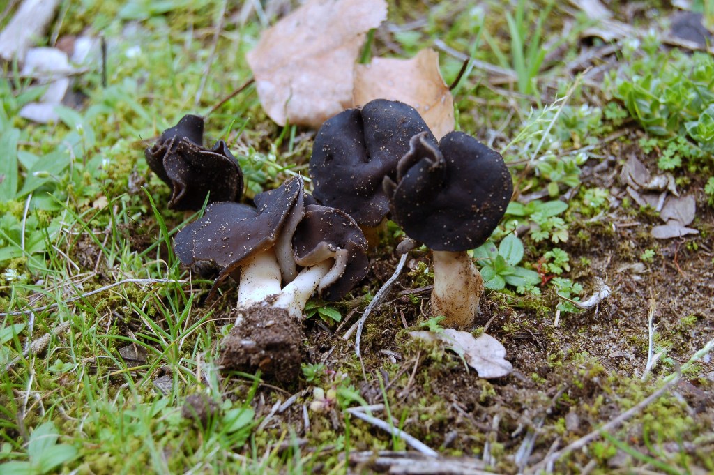 Giornata a San Rossore.